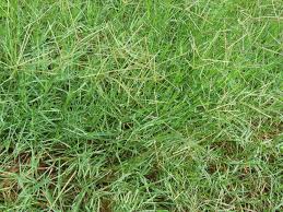 Image result for Cynodon dactylon