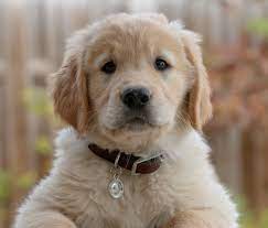 $0 (nokesville) pic hide this posting restore restore this posting. People Think They Re Buying Puppies On Craigslist End Up Scammed