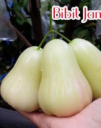 Tangkai daun sangat pendek, tebal, ibu tulang daun. Tanaman Jambu Australia Jambu Ungu Yang Kaya Manfaat Bibit Buahku