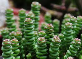 Image result for Crassula morrumbalensis