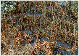 Image result for Monadenium filiforme