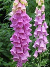 Foxglove Digitalis Purpurea 200 Seeds In 2021 Shade Flowers Shade Plants Flowers
