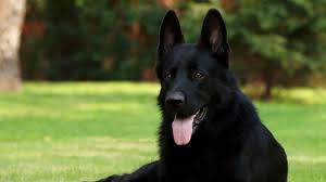 Backgrounds Black Shepherd German Shepherd Grass Sitting Dog Hd Picture Photo 9854 Free High Quality Deskt Siyah Kopekler Alman Coban Kopegi Kopek Turleri