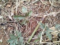 Image result for Cucumis ficifolius