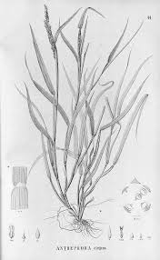 Image result for Anthephora