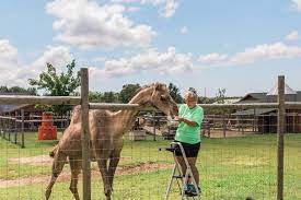 Jeffrey the camel went to petsmart for a checkup and a 'little adventure!' after all, petsmart's motto is 'all leashed pets are. Man Brings Camel To Michigan Petsmart Abc7 Chicago