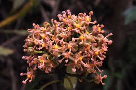 Image result for Garcinia pachyclada