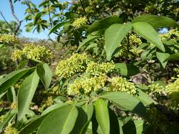 Image result for Psydrax livida