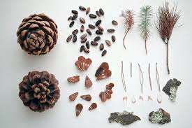Check spelling or type a new query. Italian Stone Pine Group 6