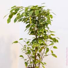 Image result for Ficus variifolia