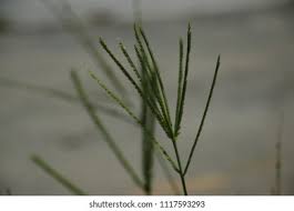 Image result for Digitaria longiflora