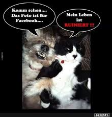 Wahrscheinlich können die tiere unseren großen kummer und unsere unendlichen sorgen nicht verstehen und ihre köpfe sind mit keinem müll des alltags verstopft. Komm Schon Das Foto Ist Fur Facebook Lustige Bilder Spruche Witze Echt Lustig Katzen Lustige Spruche Lustige Katzenbilder Katze Lustig
