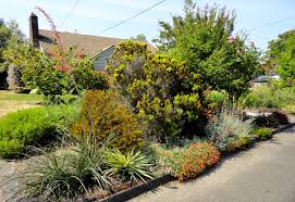 Image result for Erica arborea