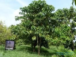 20.00 every week back to top. Polynesian Produce Stand Engkala Butter Fruit Tree Litsea Garciae Live Rare Borneo Potd Medium Sz Plant