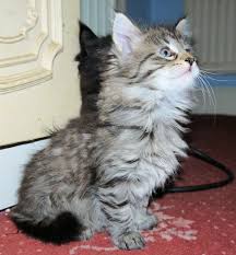 Don't miss what's happening in your neighborhood. Maine Coon Bengal Kittens For Sale Glasgow Lanarkshire Pets4homes