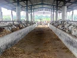 100%(1)100% found this document useful (1 vote). Nafizain Agro Photos Facebook