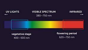 Red spectrum of light is needed for the flowering and fruiting stages of the plant's life cycle. Best Light Spectrum To Grow Cannabis Growdiaries
