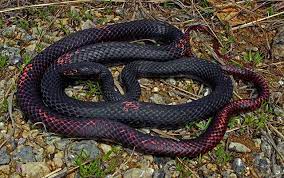 Far And Away The Most Vibrantly Colored Eastern Coachwhip I Ve Ever Seen I Found This Large Snake Hunting For Collared Lizard Snake Largest Snake Common Myths