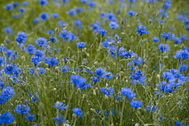 Corn Flower Field The Field Of Corm Flowers Ad Flower Corn Field Flowers Corm Ad Flower Field Flowers Image Corn
