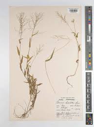 Image result for Pseudechinolaena polystachya