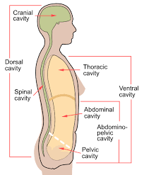 Maybe you would like to learn more about one of these? Body Cavity Wikipedia