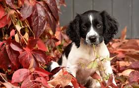 Usda licensed commercial breeders account for less than 20% of all breeders in the country. Wallpaper Autumn Leaves Puppy Doggie English Springer Spaniel Images For Desktop Section Sobaki Download