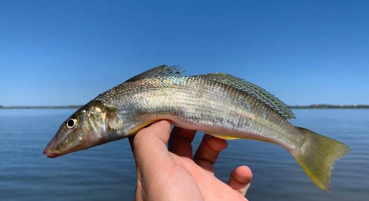 Scott's Species - yellowfin whiting, a flats fishing fascination - Recfishwest