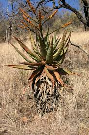 Image result for Aloe wildii
