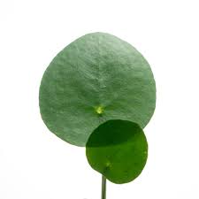 Image result for Centella asiatica
