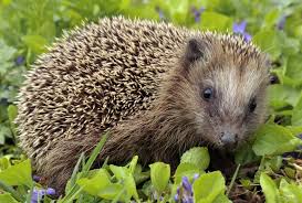 Hier finden sie sieben tipps, wie sie ihren garten unerlässlich in einem igelfreundlichen garten ist, dass die tiere unterschlupfmöglichkeiten finden. Braunbrustigel Wikipedia