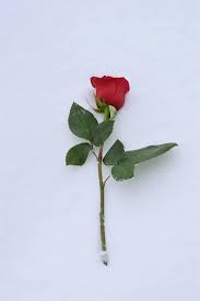 We did not find results for: Red Rose In Snow Love Symbol True Love Never Dies Winter Snowy Romantic Cold Frost Outdoors Flower Colorful Pikist