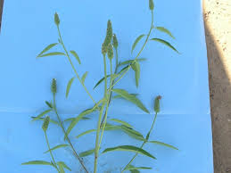 Image result for Sphenoclea