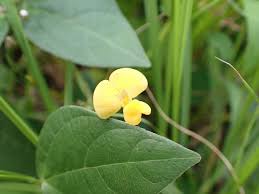 Image result for Vigna hosei