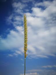 Image result for Anthephora pubescens