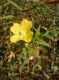 Image result for Ludwigia octovalvis