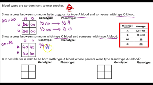 Multiple alleles (abo blood types) and punnett squares for the following boxes, fill in the below information regarding each blood type. 33 Blood Type Worksheet Answers Worksheet Project List