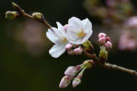 The famous trees, a gift of japan in 1912, signal washington's beginning of spring with an explosion of life and color that surrounds the tidal basin in a sea of pale pink and white blossoms. The Art And Science Of Japan S Cherry Blossom Forecast