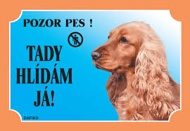 Image result for anglický kokršpaněl