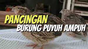 Terapi Ampuh Burung Puyuh Agar Rajin Ropel Youtube