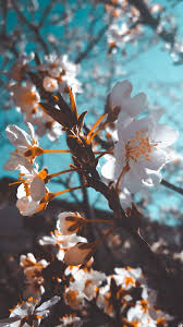 Check spelling or type a new query. Samsung Galaxy Wallpapers Samsung Wallpapers Free Download Galaxy Wallpaper Samsung Galaxy Wallpaper Samsung Wallpaper