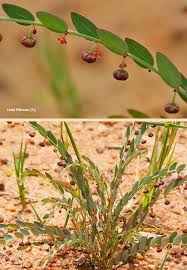 Image result for Phyllanthus parvulus