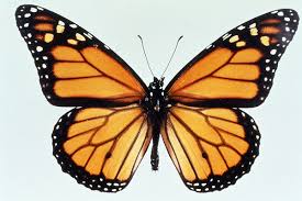 Maybe you would like to learn more about one of these? Monarch Butterfly