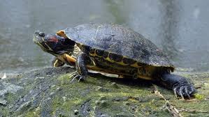 However, unlike many mammals, turtles have no external genitalia. Male Vs Female Red Eared Slider Turtle Telling The Gender With Pictures