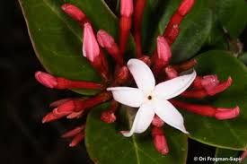 Image result for Carissa bispinosa