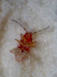 how to get rid of bed bugs fast 8 home remedies that work rid of bed bugs bed bugs home remedies