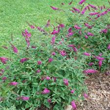 Lo Behold Ruby Chip Butterfly Bush Buddleia X Proven Winners Butterfly Bush Edging Plants Plants