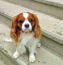 Chaz In Mt Airy Md Cavalier King Spaniel King Spaniel Beautiful Puppy