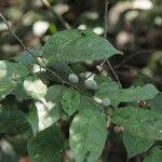 Image result for Leptonychia