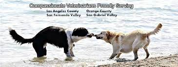 You want your pet to feel your reassuring touch. Hearts Halos By Choice Veterinary Care In Home Pet Euthanasia Facebook