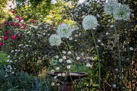 The light, pale silver foliage truly lights up the border. 43 Best Perennials Flowers For Full Sun Borders And Shade